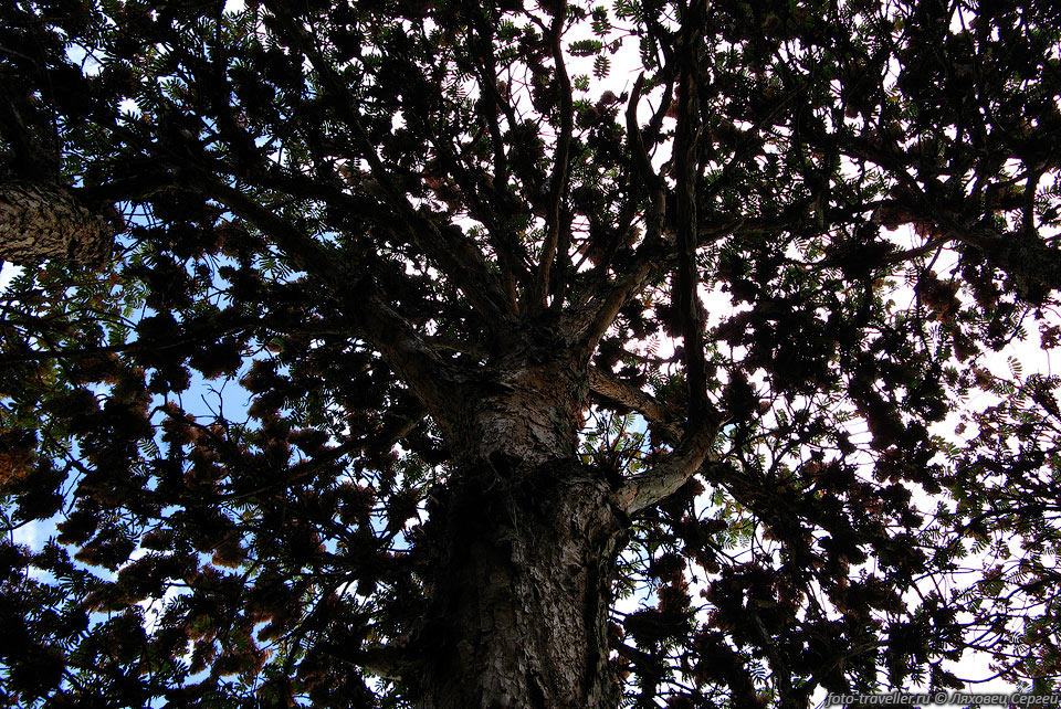 Хагения абиссинская (Дерево козо, Hagenia Abyssinica).