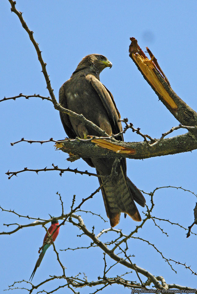 Черный коршун (Black Kite, Milvus migrans).
Щурка Красная (Merops nubicus).