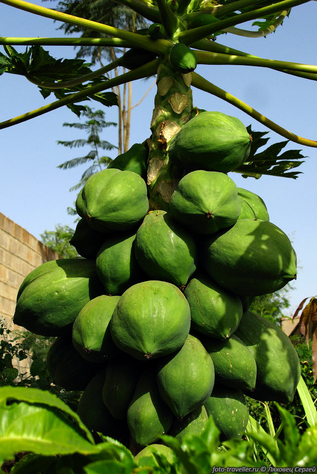 Папайя, дынное дерево, хлебное дерево (Carica papaya).
Выращивается она сейчас во всех тропических странах.