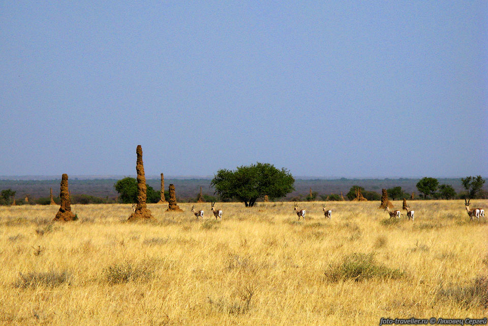 Убегающие антилопы