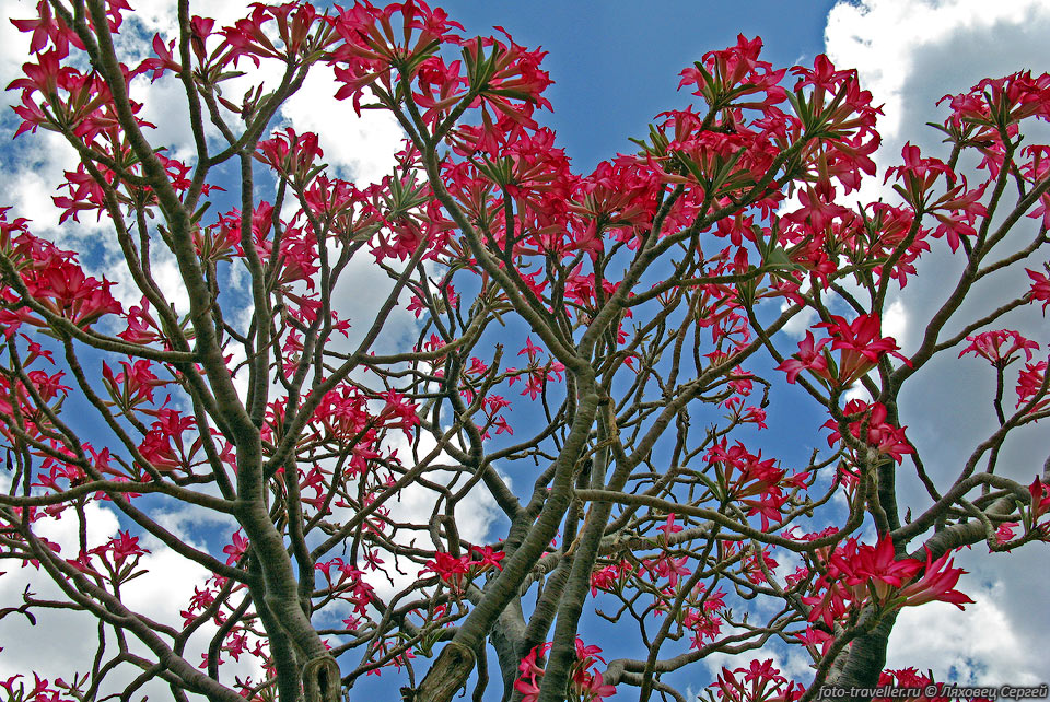 Цветки адениума часто появляются на безлистных ветвях.