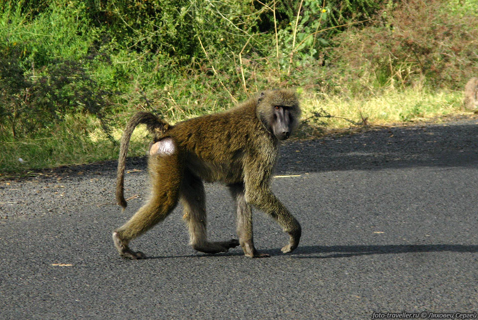 Бабуин (Papio cynocephalus).
Обезьяны часто сидят или прогуливаются вдоль обочин дорог.