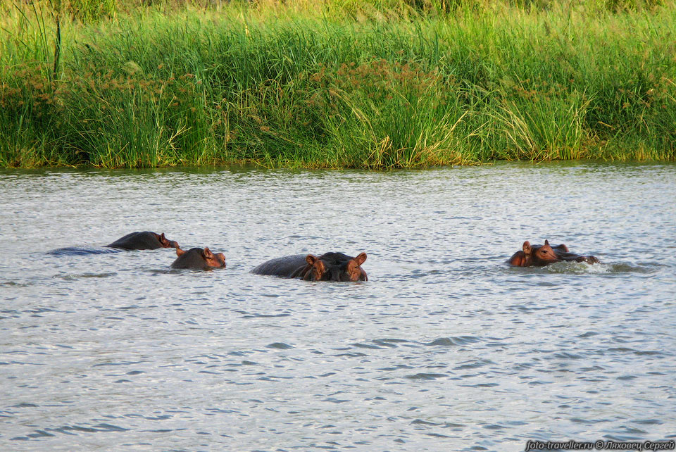 В озере Чамо (Chamo) живёт самая многочисленная популяция гиппопотамов 
в Эфиопии.