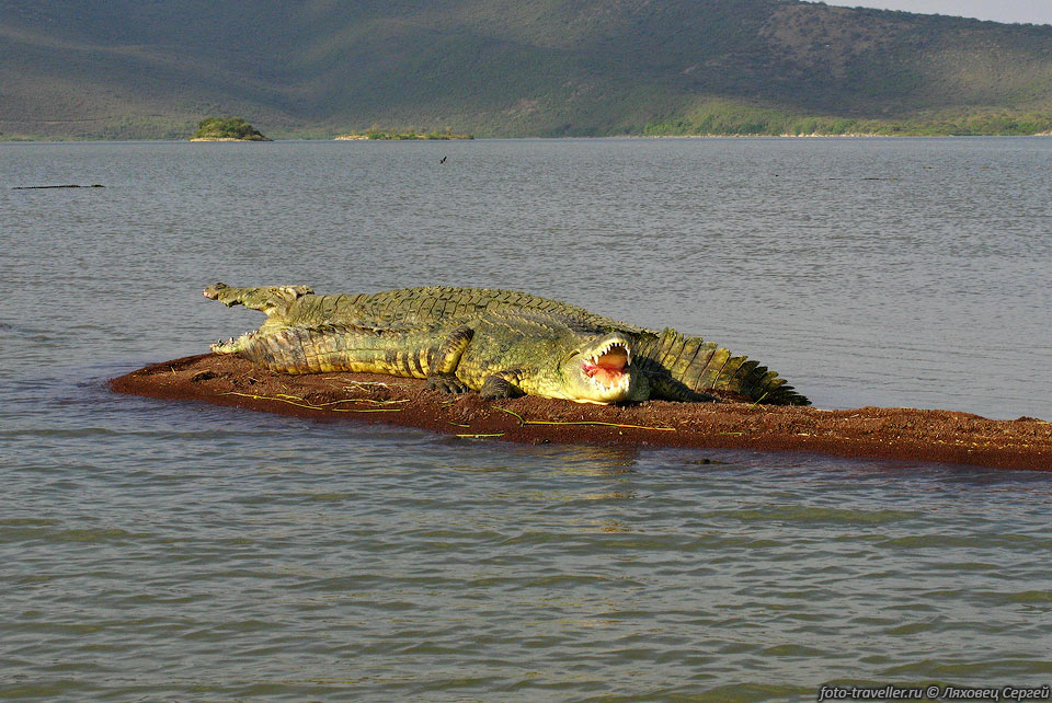 Лежбище крокодилов на берегу озера Чамо.
Мы плавали вокруг мыса на лодке, они даже не шевелились - казалось чучела.
Только когда лодка ударилась об дно, несколько штук  закрыло пасти и уплыло.