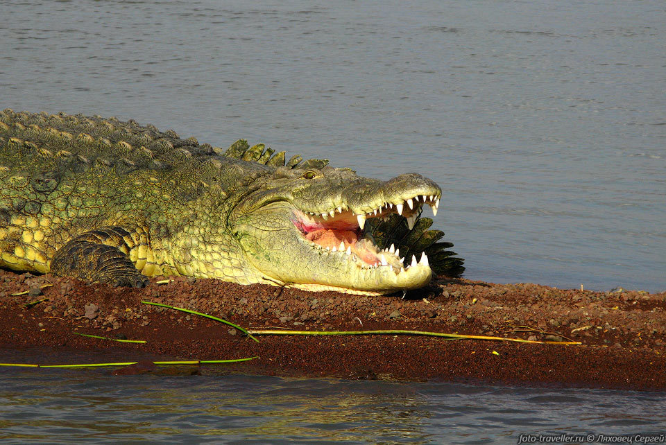 Крокодилья пасть