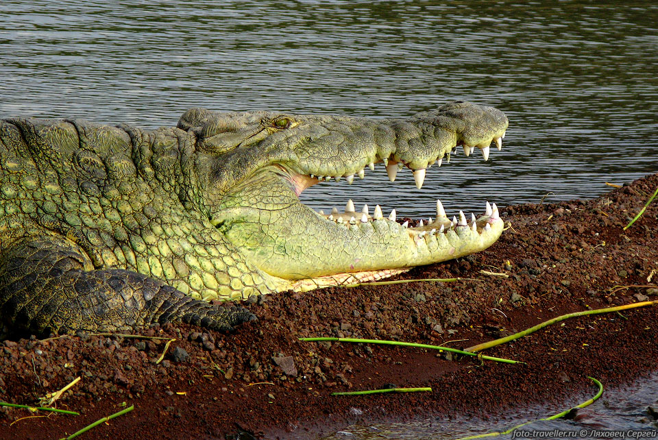 Хоть от крокодилов умирает некоторое число людей, они не сильно 
опасны.