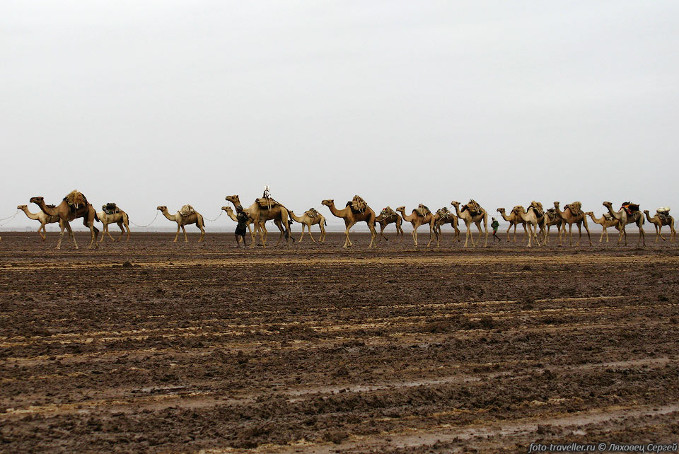 Верблюжьи караваны месящие соленую грязь