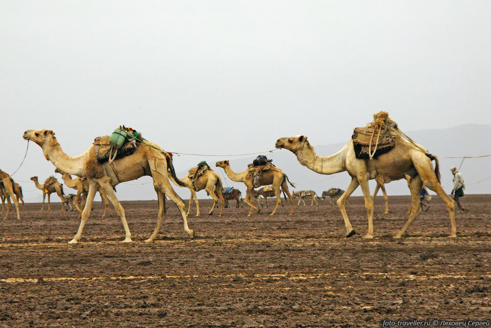 Верблюдов ведут длинными цепочками, 
в которых сзади идущий привязан к хвосту впереди идущего