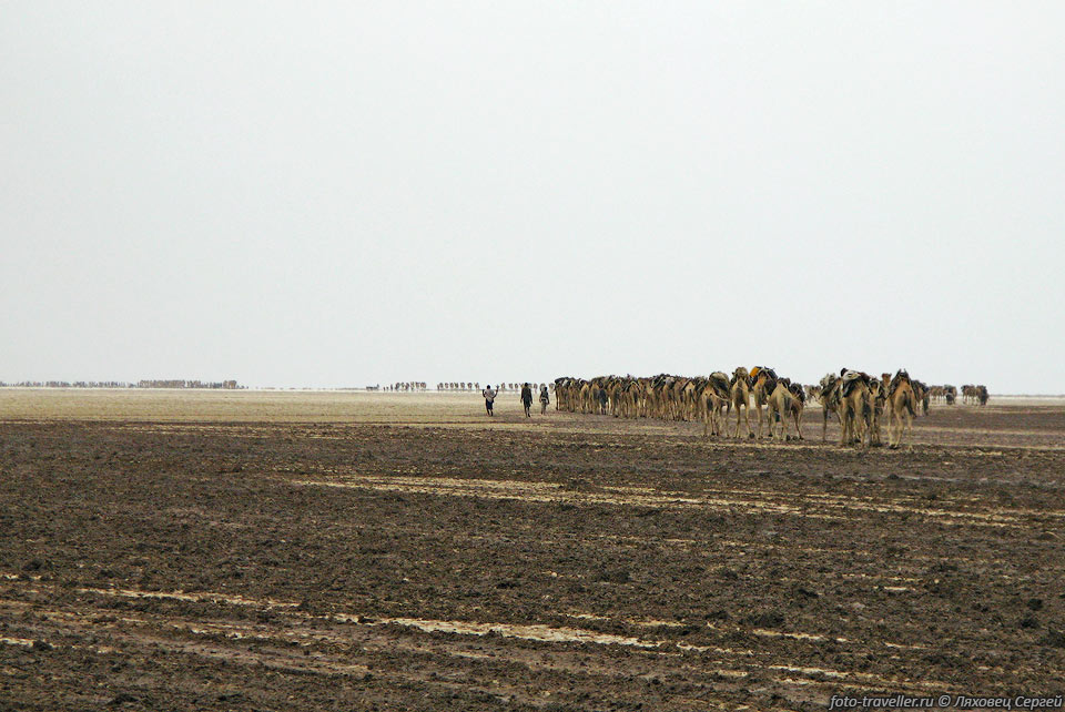 Тысячи верблюдов шагают по пустыне в бесконечность,
создавая впечатление нереальности происходящего