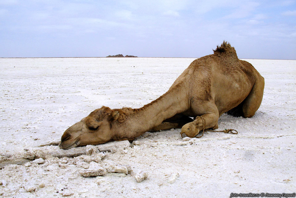 Спящий верблюд