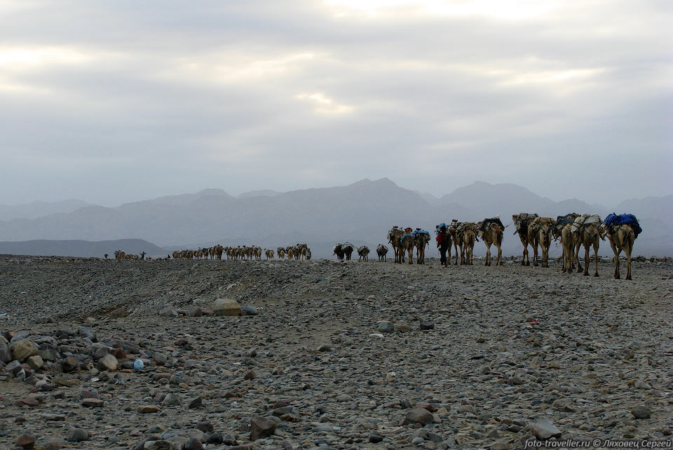 Верблюды нереальными караванами шагают по пустыне, связанные в 
цепочки