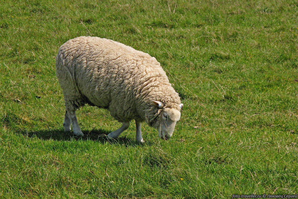 Английская овечка