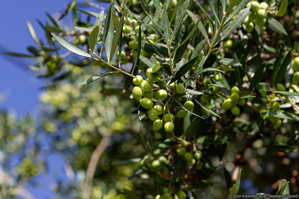 На территории Греции распространены более 5000 видов растений.
Очень широко распространена олива - одно из ценнейших деревьев Греции и всего Средиземноморья.
