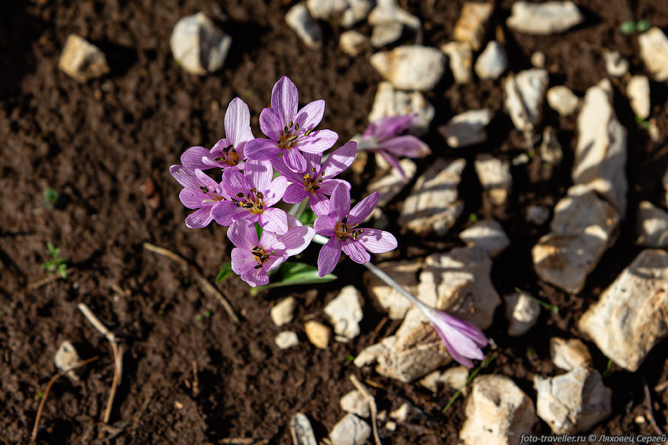 Цветки средиземноморского лугового шафрана (Colchicum cupanii 
ssp. glossophyllum)