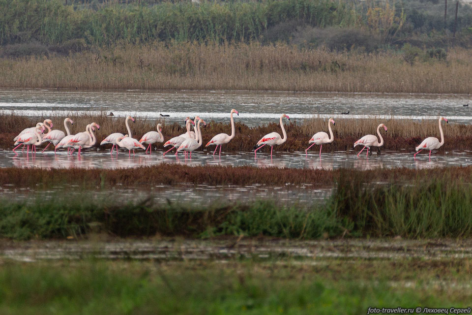 Фламинго в лагуне Гиалова.
Их конечно мало и они далеко.