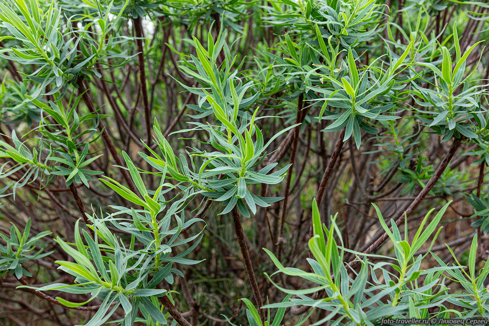 Молочай древовидный (Euphorbia dendroides) распространён практически 
по всему Средиземноморью.
Обычно растёт на скалистых известняковых склонах недалеко от морского побережья.