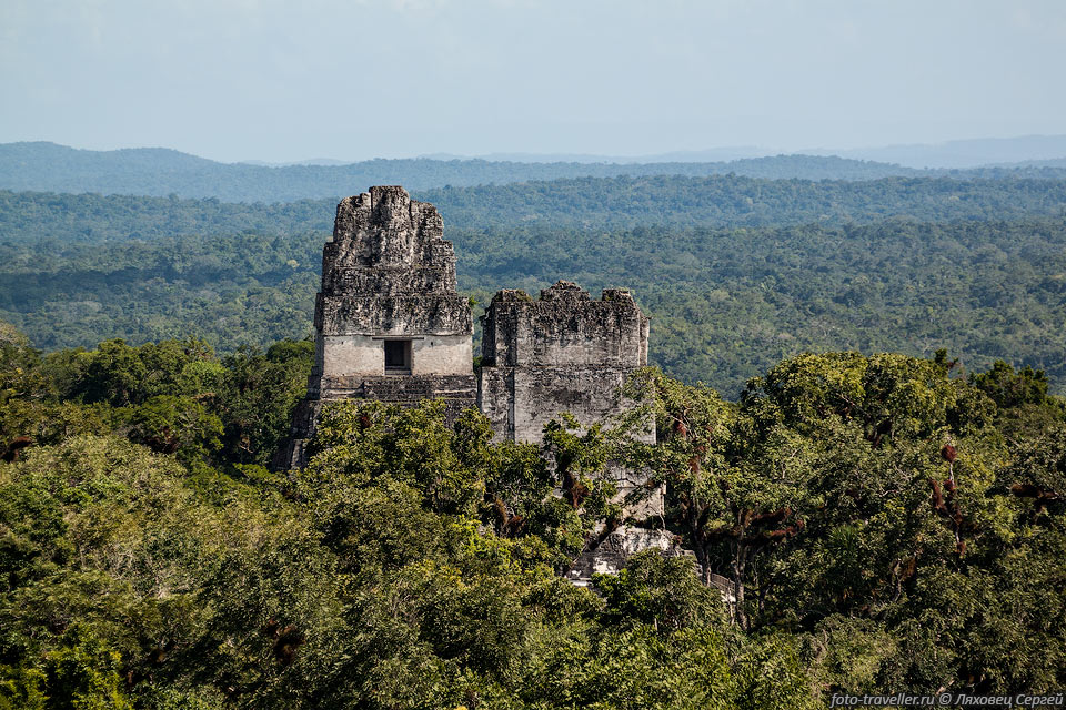 Вид с вершины пирамиды майя Храм IV на джунгли (сельву).