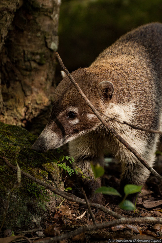 Носуха, коати (Nasua narica) - млекопитающее из рода носух семейства 
енотовых.