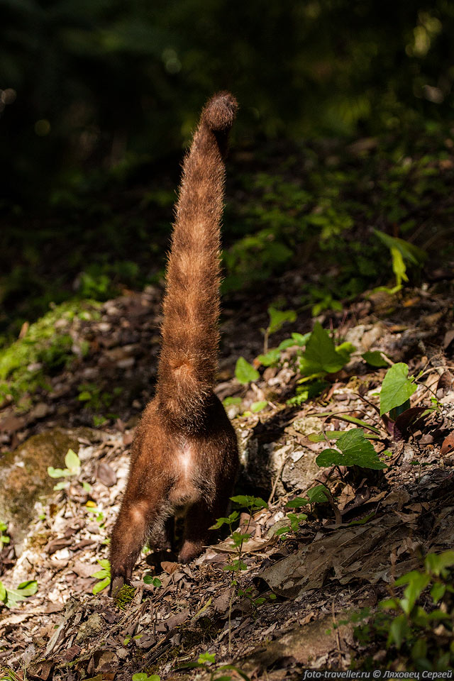 На территории гватемальского национального парка Тикаль обитают 
54 вида млекопитающих, 
гнездятся 333 вида птиц, ползают 38 видов ядовитых и неядовитых змей