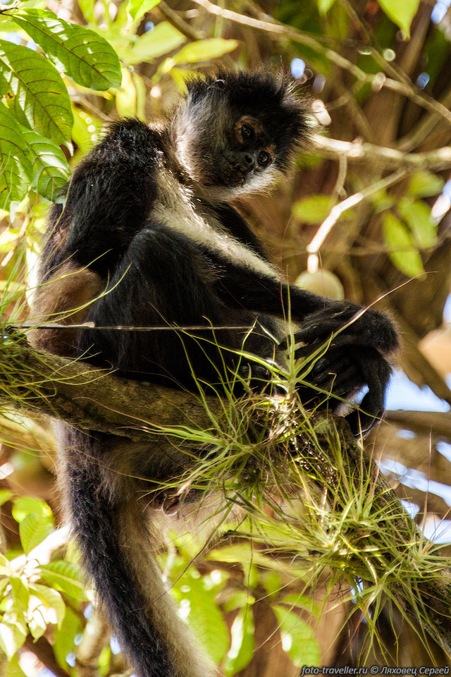 Паукообразная обезьяна, чернорукая коата, коата жоффруа (Ateles 
geoffroyi) - примат семейства паукообразных обезьян.