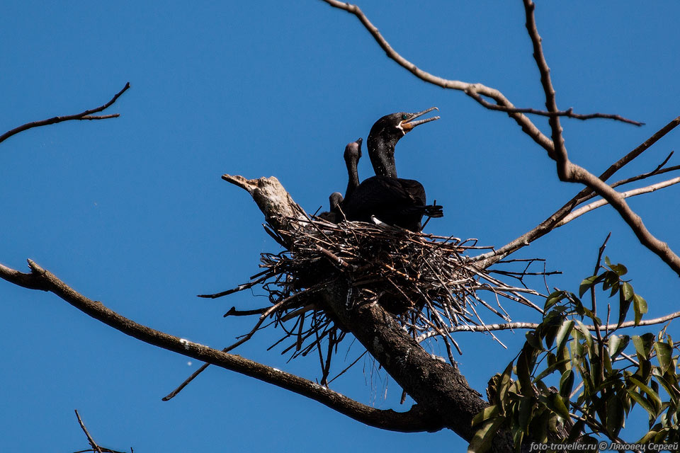 Бразильский баклан (Phalacrocorax brasilianus, Neotropic Cormorant, 
Olivaceous cormorant).
Лодка делает остановку возле маленького островка с множеством гнездовий разных 
птиц.