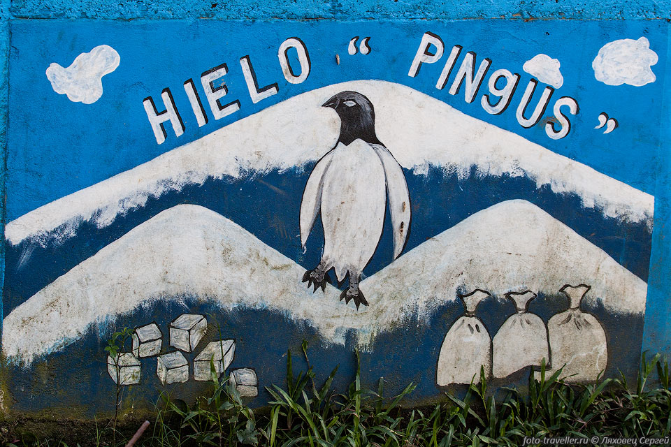 Привет пингвины! - написано на заборе возле побережья Карибского 
моря