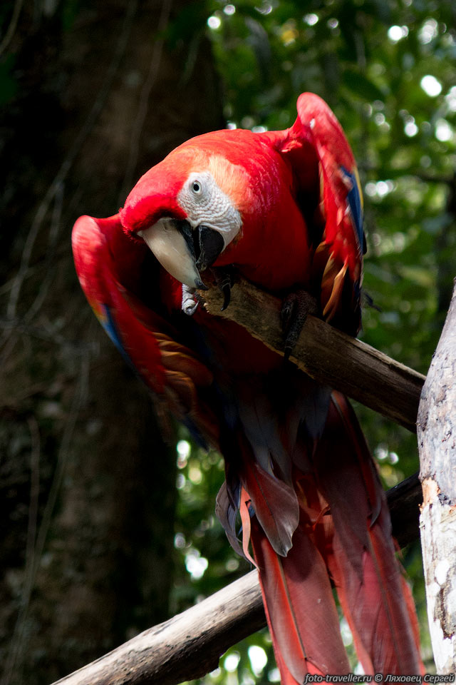 Попугай красный ара в Jungle Lodge.
Красный ара - символ страны Гондурас.
Тут место окончания рафтинга и отдыха.