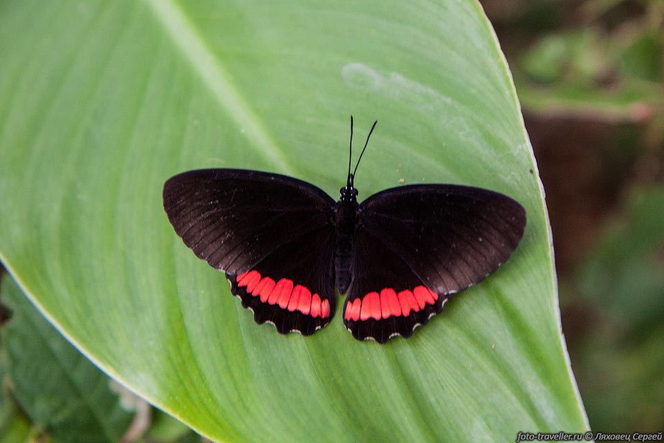 Бабочка в Гондурасе