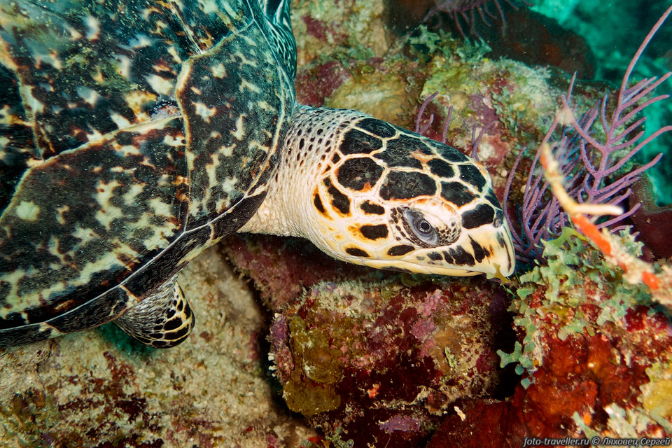 Черепахи биссы всю жизнь проводят в море, выходя на берег только 
для размножения.