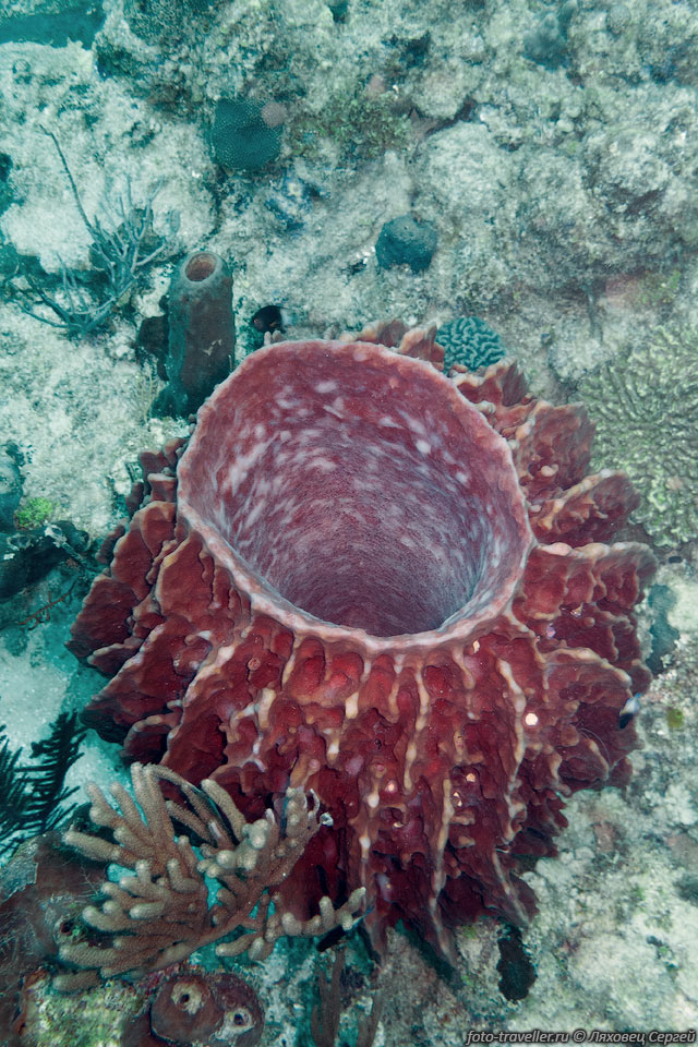 Гигантская бочковидная губка (Giant Barrel Sponge, Xestospongia 
muta) - самый крупный вид губки в Карибском бассейне.
Растут на глубинах от 10 до 120 м и вырастают диаметром до 1,8 м.