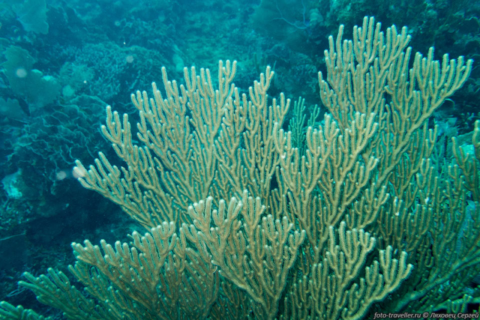 Похоже на большую Изогнутую белоснежную морскую ветку 
(Bent sea rod, Plexaura flexuosa). 
Колонии этих коралловых полипов достигают примерно 1 м в высоту. Распространены 
в Карибском регионе, на глубинах до 30 м.