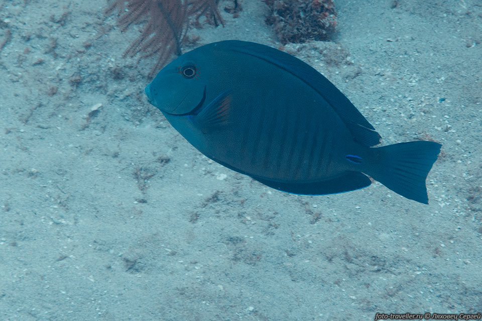 Хирург церулеус синий (Acanthurus coeruleus, Blue tang surgeonfish).
При испуге на теле проступают темные вертикальные полосы (что видно на фотографии).
