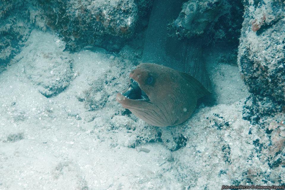 Синяя мурена (Gymnothorax vicinus, Purplemouth Moray Eel).