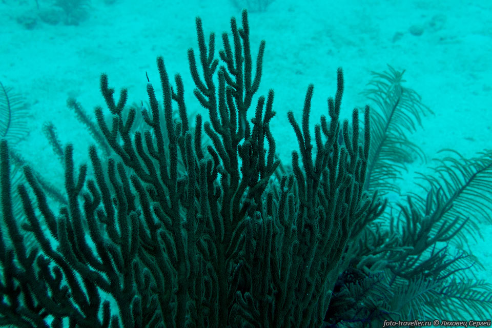 Этот коралл относится к какому-то виду горгонаприй (Морской Веер)