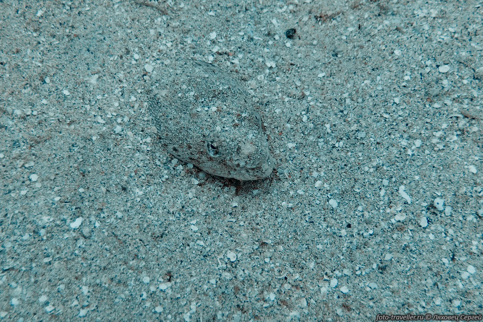 Хищник прячется в песке