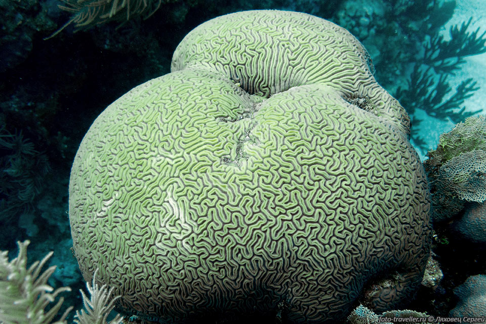 Желобчатый коралл-мозговик (Diploria labyrinthiformis, Grooved 
Brain Coral).
Растет со скоростью 3,5 мм в год. Вырастает до 2-х метров диаметром.