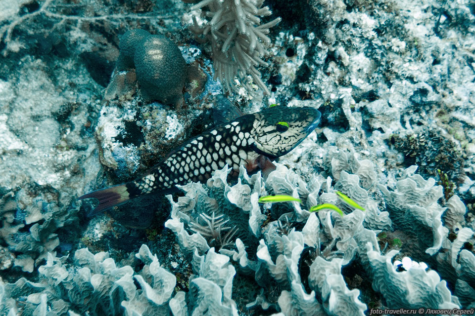 Рыба-попугай зеленая (Sparisoma viride, Stoplight Parrotfish).
Молодой экземпляр, окраска сильно отличается от взрослой особи.
Интересно, что рыба может менять пол.
Длинна обычно 30-45 см. Обитает на глубинах 5-25 метров.