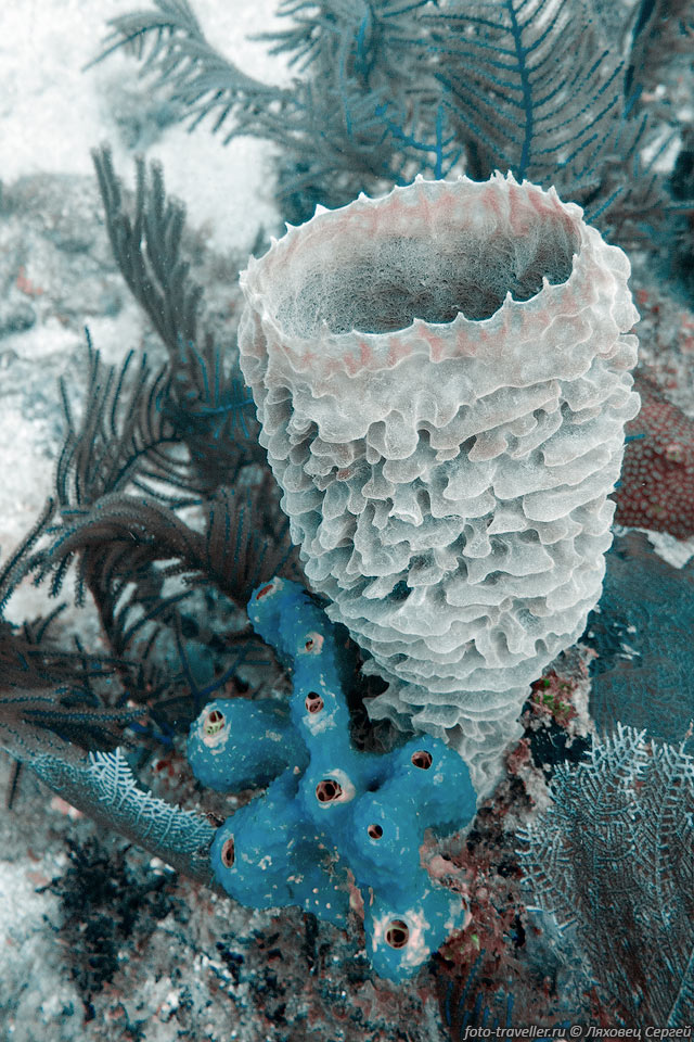 Синяя губка, губка лазурная ваза (Callyspongia plicifera, Azure 
Vase Sponge).
