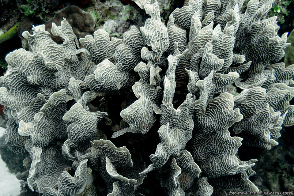 Тонколистовой салатный коралл (Agaricia tenuifolia, Thin Leaf 
Lettuce Coral)