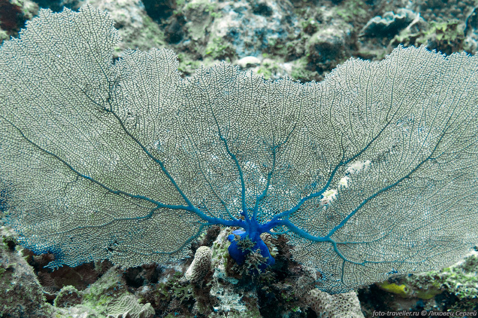 Кораллы в Карибском море красивые и необычные