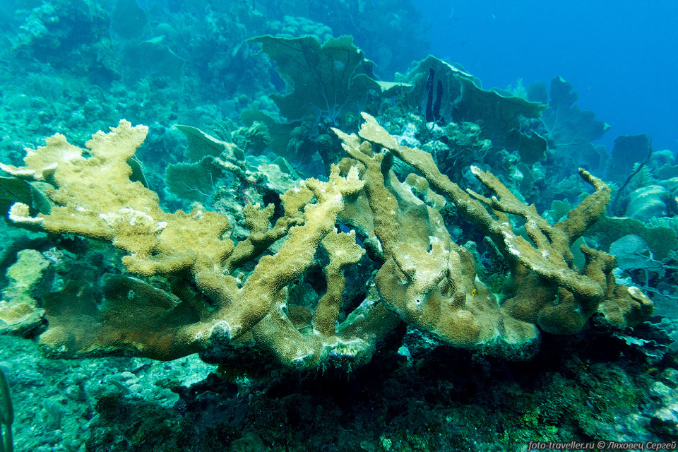 Оленерогий коралл, коралл "оленьи рога", Акропора (Acropora palmata, 
Elkhorn Coral).