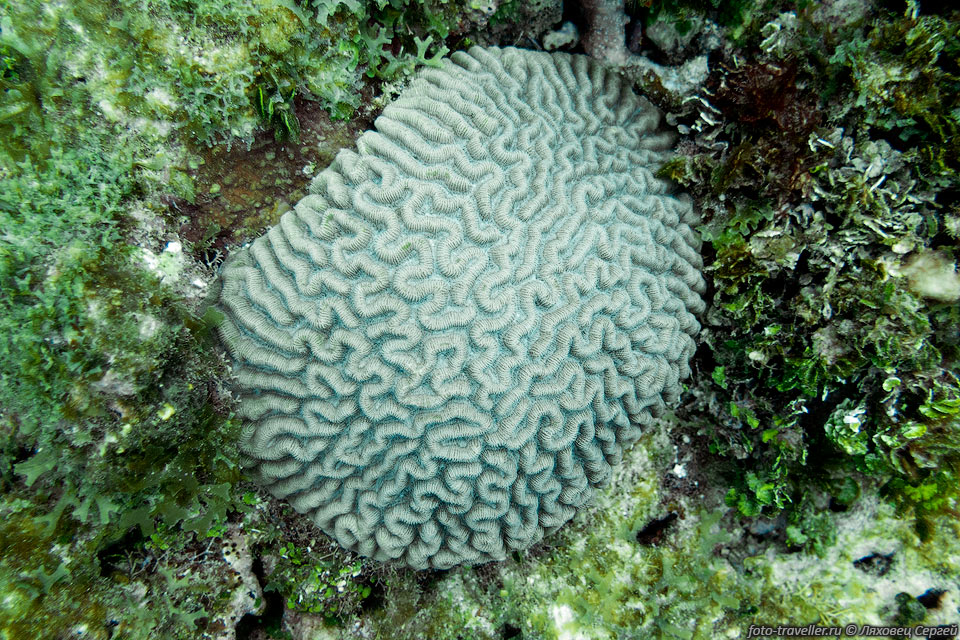 Коралл-мозговик