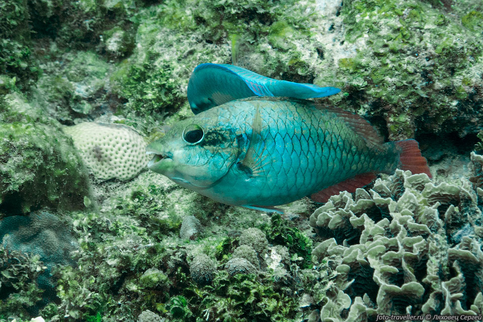 Желтохвостая рыба-попугай (Scarus hypselopterus, Yellowtail Parrotfish).
Молодой экземпляр, цвет взрослой особи другой.