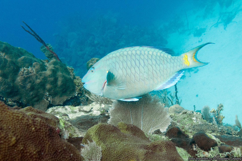 Рыба-попугай зеленая (Sparisoma viride, Stoplight Parrotfish).
Взрослая особь.