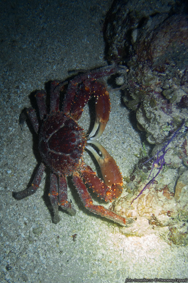 Краб (Mithrax spinosissimus, Channel Clinging Crab)