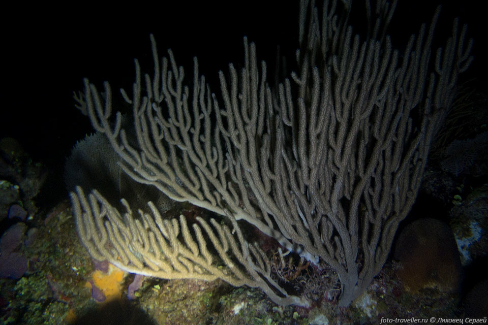 Ночью коралловые рифы выглядят совсем по другому