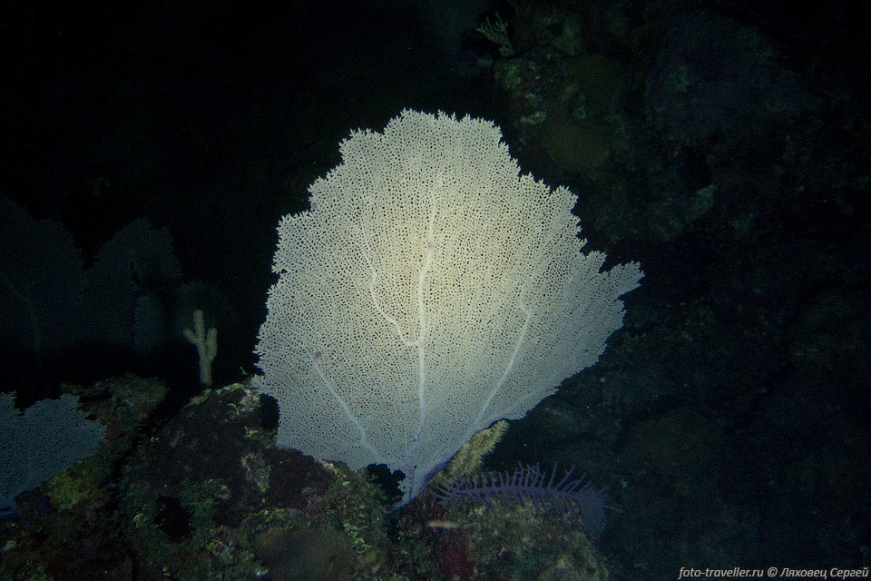 Обычная Горгонария (Gorgonia ventalina,Common Sea Fan)