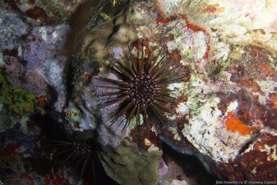 Морской еж (Echinometra viridis, Reef Urchin)