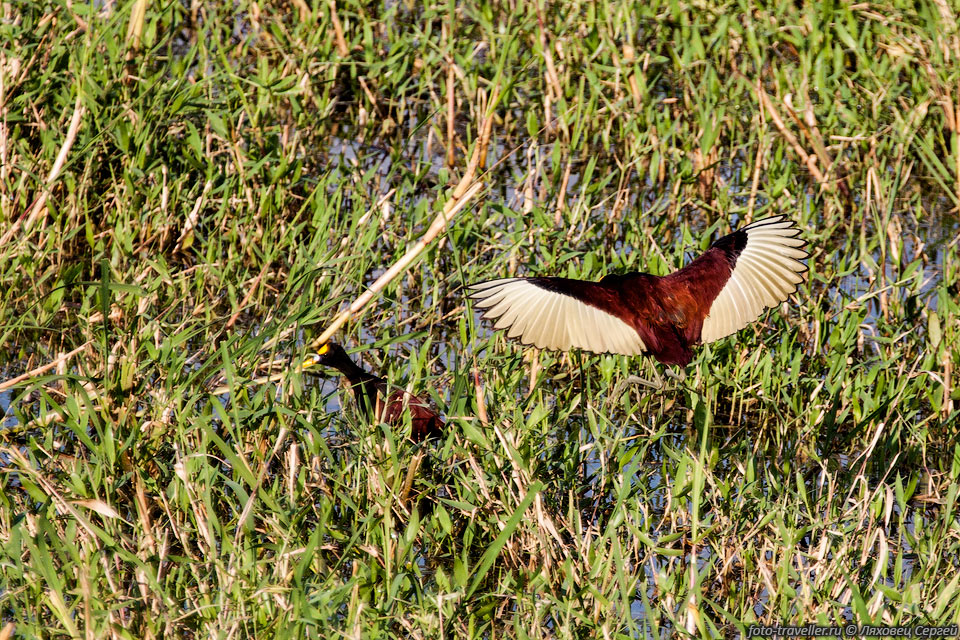 Желтолобая якана (Northern Jacanau, Jacana spinosa).
Каких-то птичек можно увидеть прямо с берега.