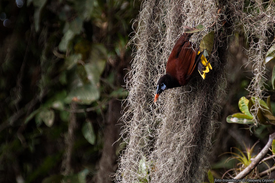 Оропендола-Монтецума (Psarocolius montezuma, Montezuma Oropendola) 
- певчая птица семейства трупиаловых, обитающая в Центральной Америке.